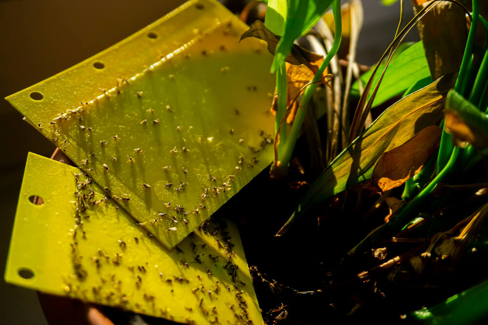 fungus gnats infestation