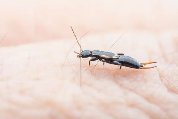 Earwig on a hand