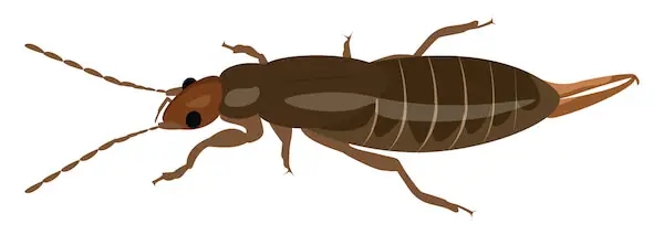 Earwig vector