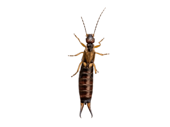 Earwig