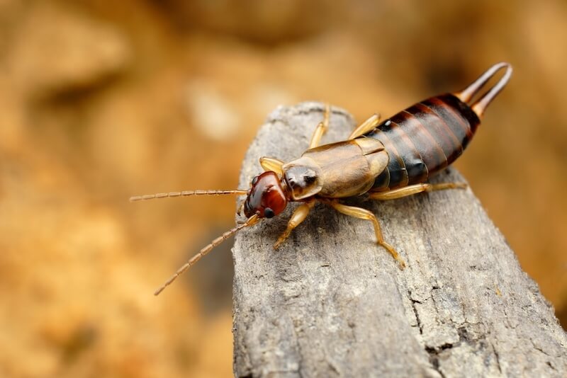 Earwigs