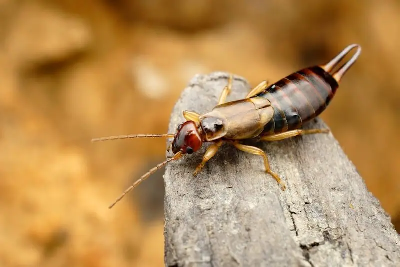 Earwigs