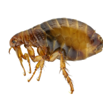 Flea