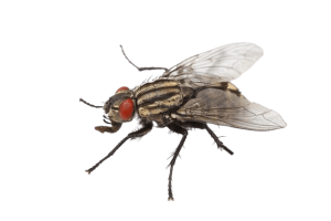 Fly