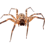 House spider