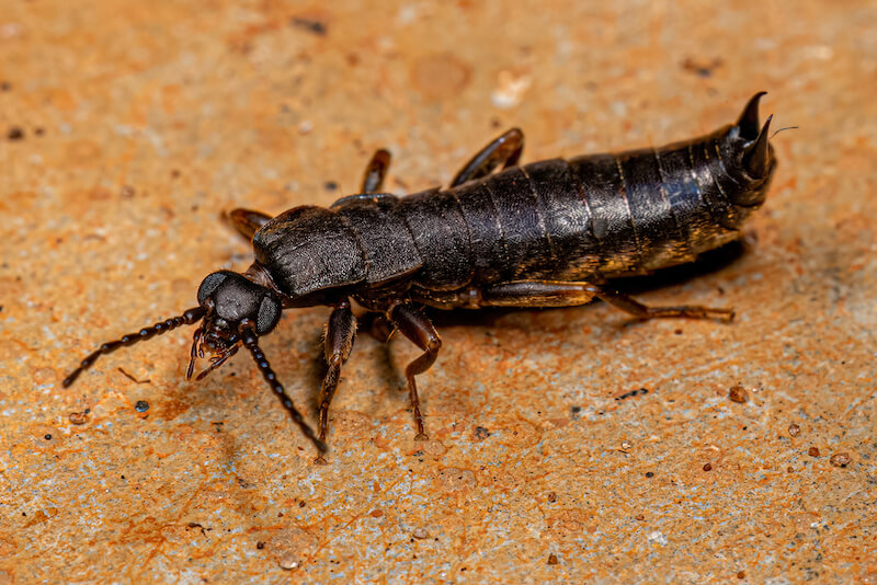 Small common earwig