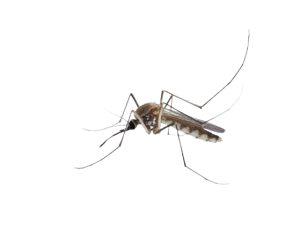 Mosquito