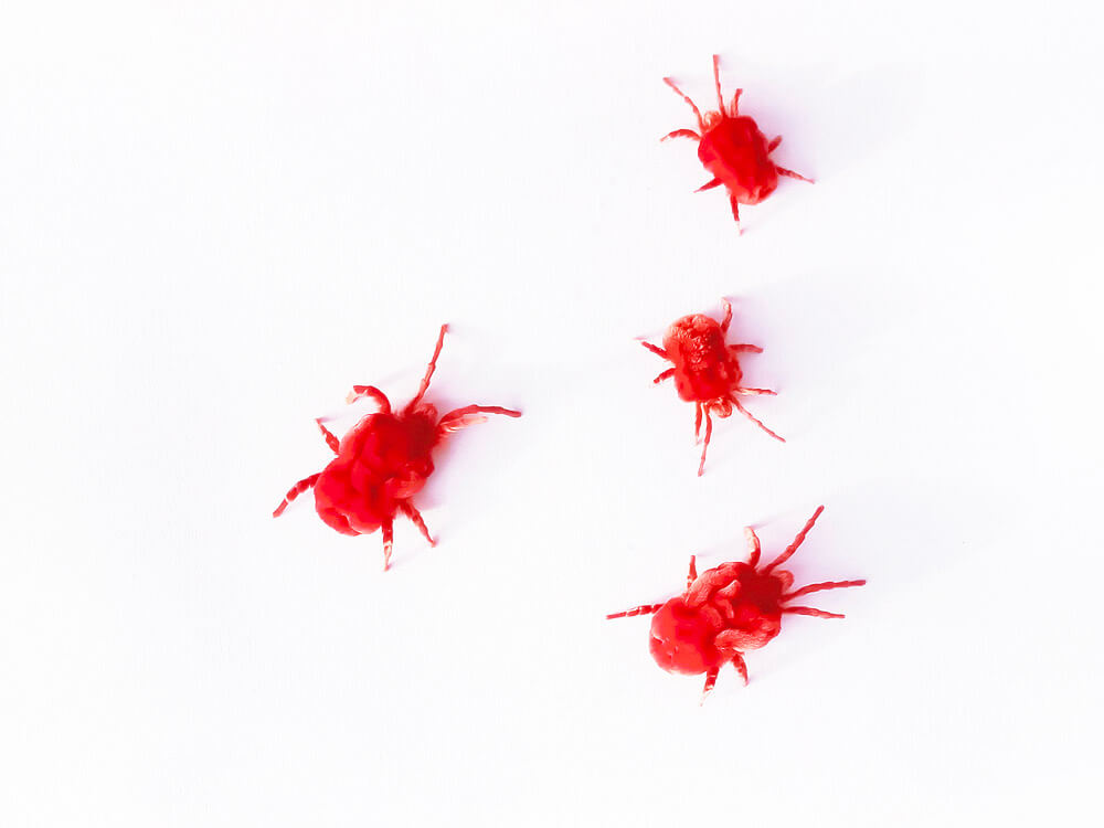 chigger