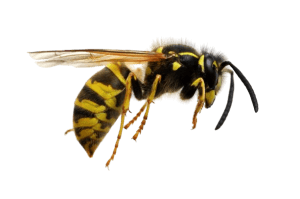 Wasp
