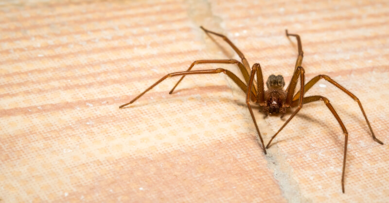 Brown recluse spider on a floor