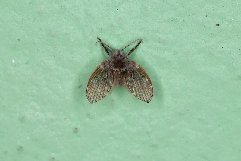 Fruit Fly Destroyer that kills them in the larva stage in the drain pipe -  Drain-Net