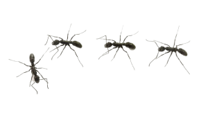 ants in black and white