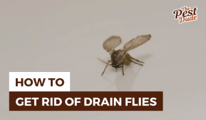 how to get rid of drain flies