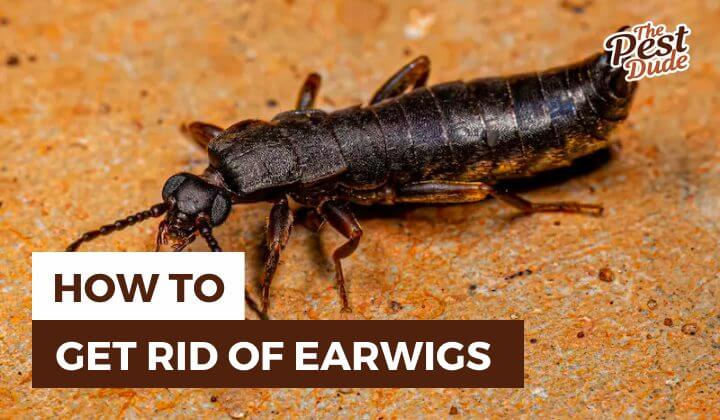 how to get rid of earwigs