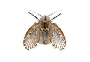 drain fly