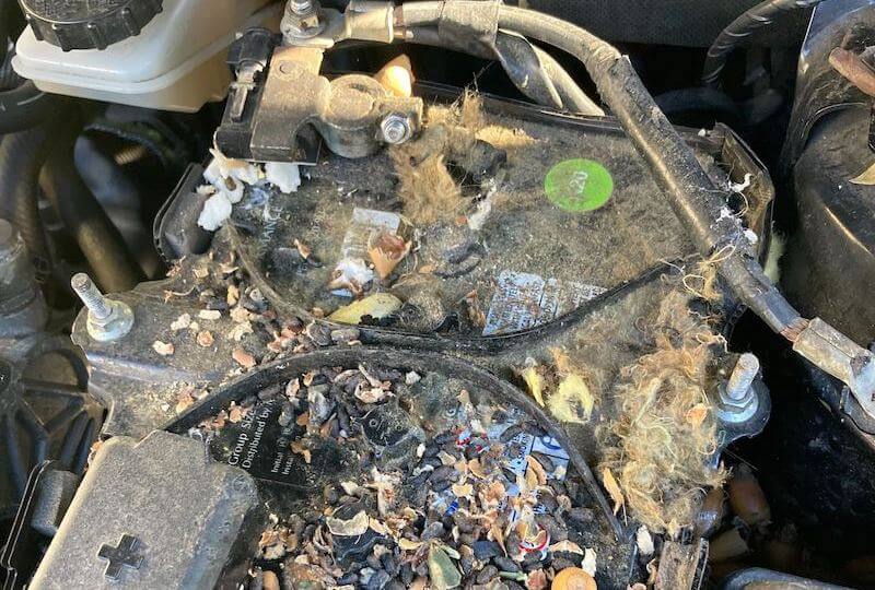 How to Get Rid of Rats in Your Car Engine like a Pro Pest Dude