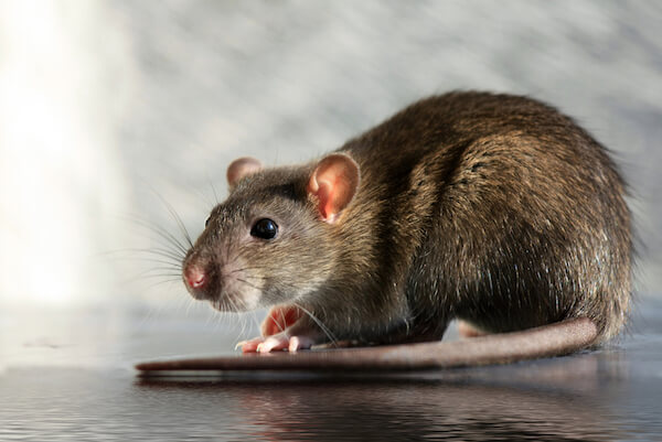 gray rat