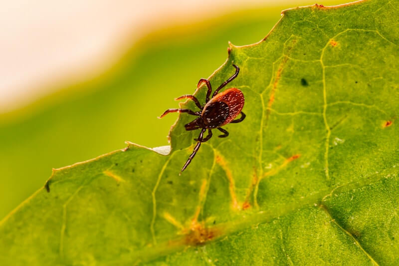 How to Get Rid of Ticks in Your Yard 9 Effective Ways Pest Dude