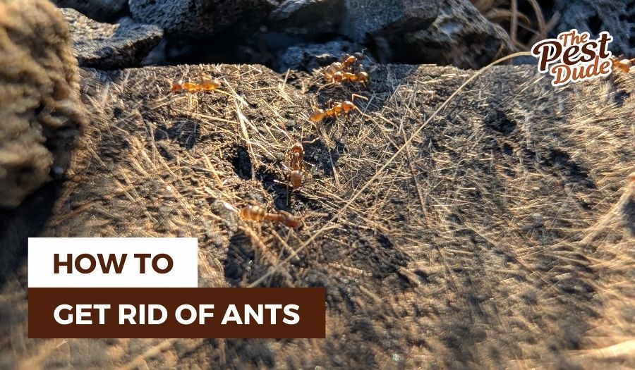 How to get rid of ants