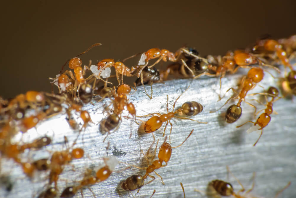 DON'T KILL the ants in your home!! ❌