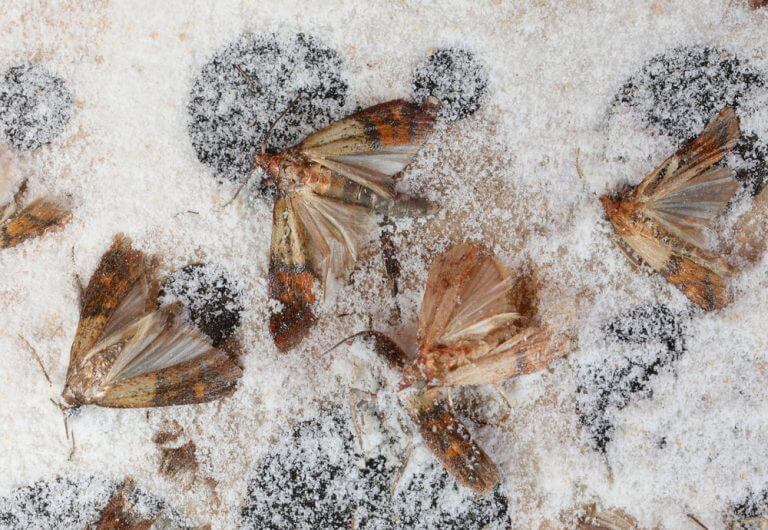 How to Get Rid of Pantry Bugs A Complete Guide [2024]
