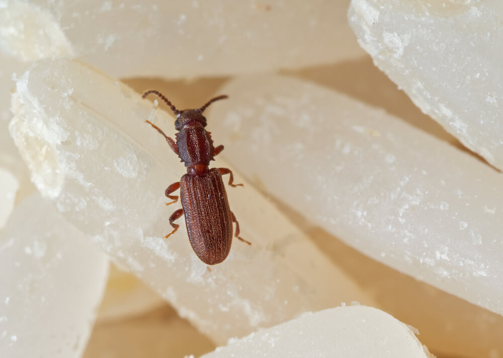 bread beetles in my pantry!  BUGSPRAY PEST CONTROL AND TREATMENTS