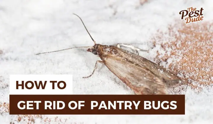 How to Get Rid of Pantry Bugs: A Complete Guide [2024]