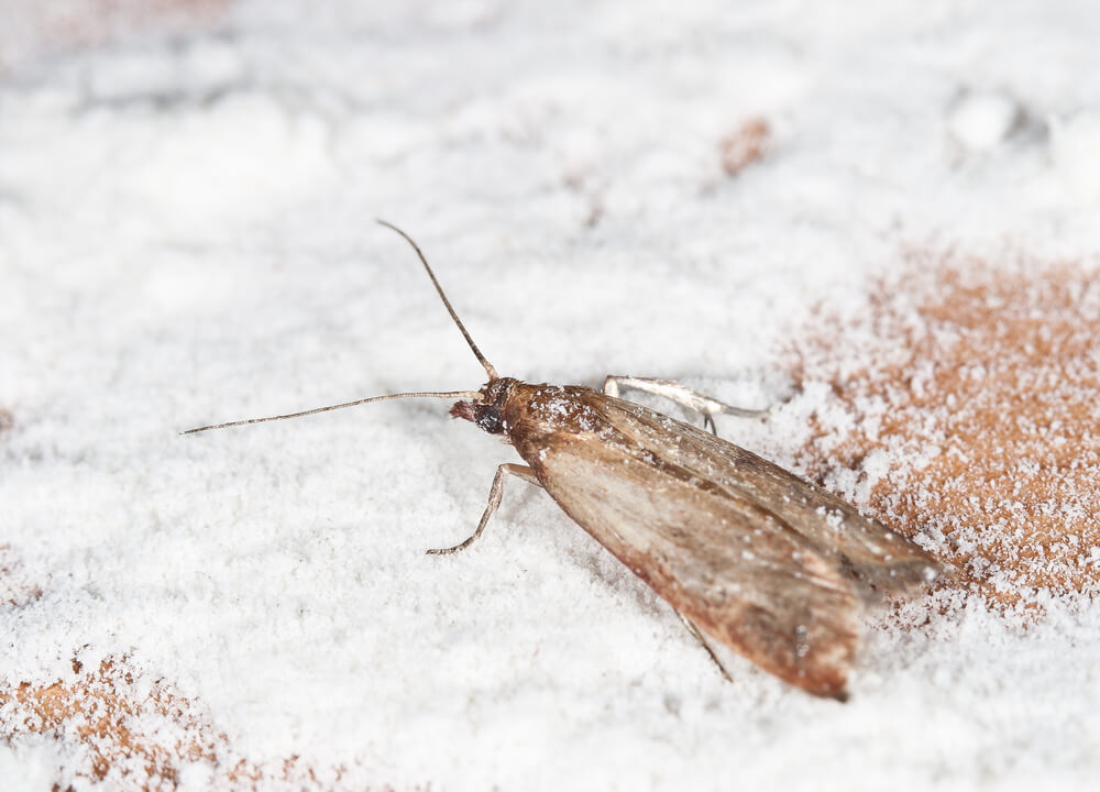 BUGS in the PANTRY?