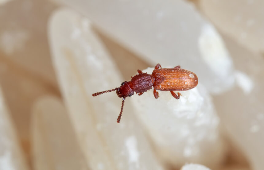 https://pestdude.com/wp-content/uploads/2023/06/sawtoothed-grain-beetle.jpg