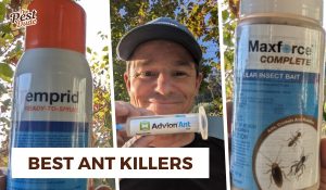 best ant killers