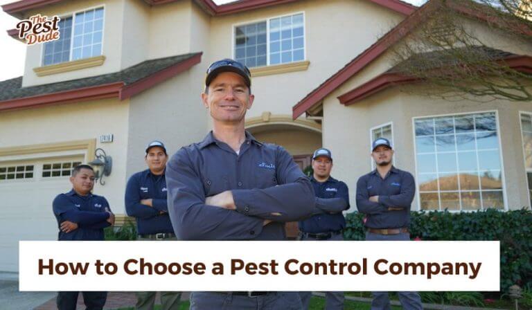 How to Choose a Pest Control Company: A Homeowner’s Guide | The Pest Dude