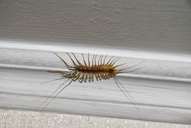 behavior of centipedes