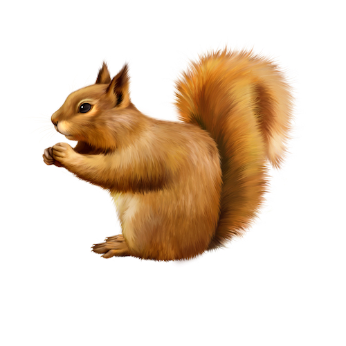 squirrel vector