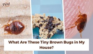 tiny brown bugs in my house