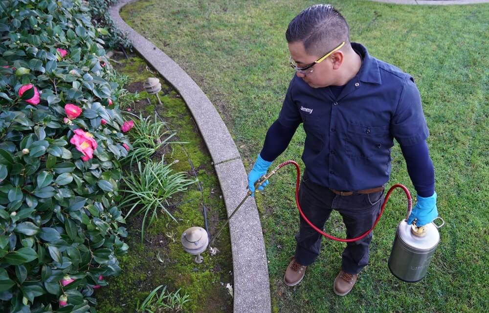 ant pest control