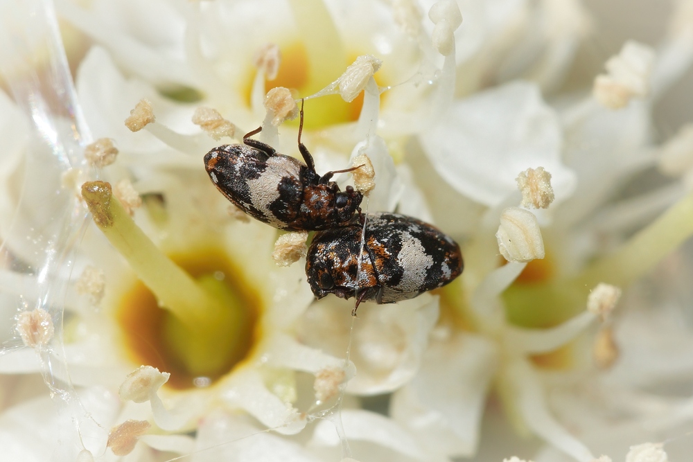 inspect for carpet beetle