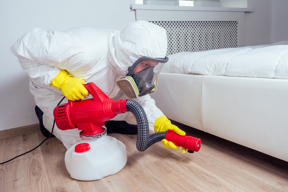 professional treatment carpet beetles