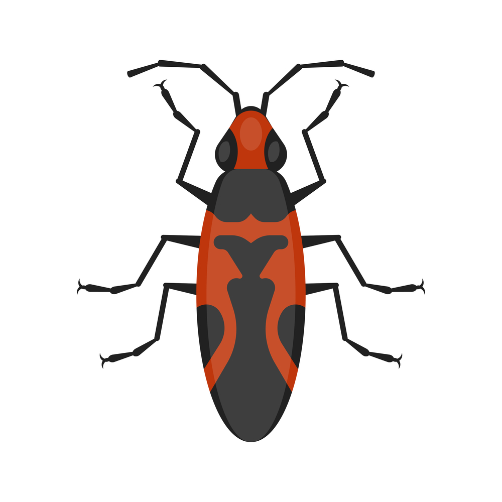 boxelder bug vector