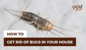how to get rid of bugs