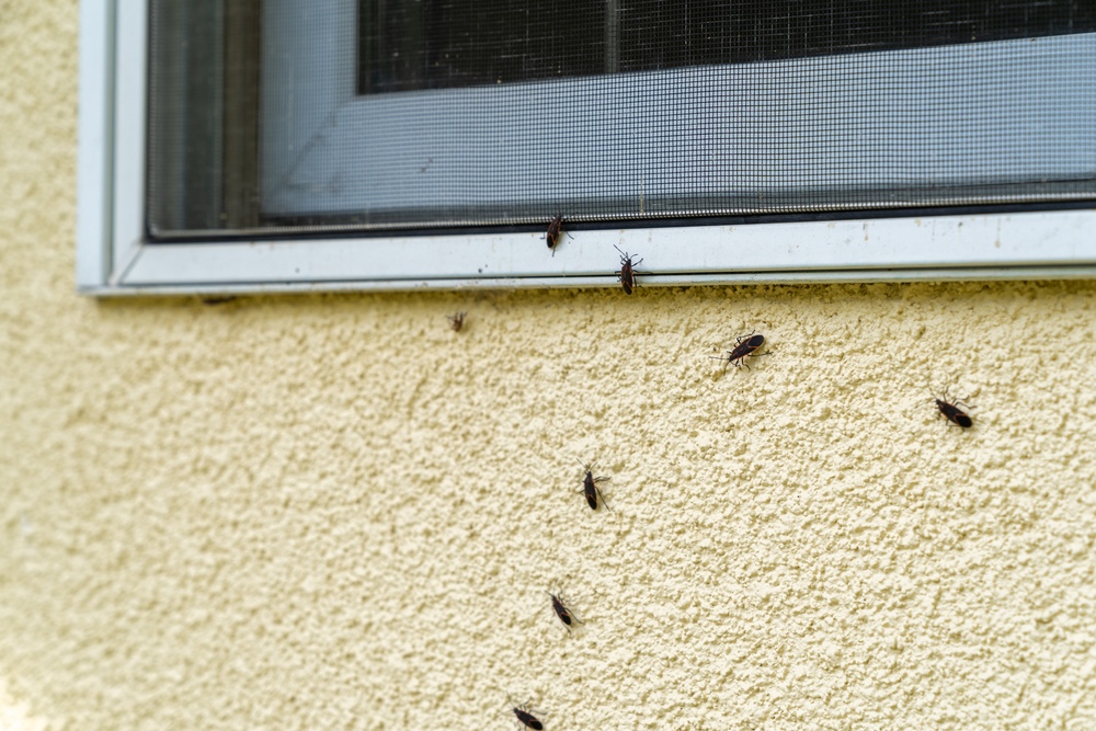 inspect for boxelder bugs