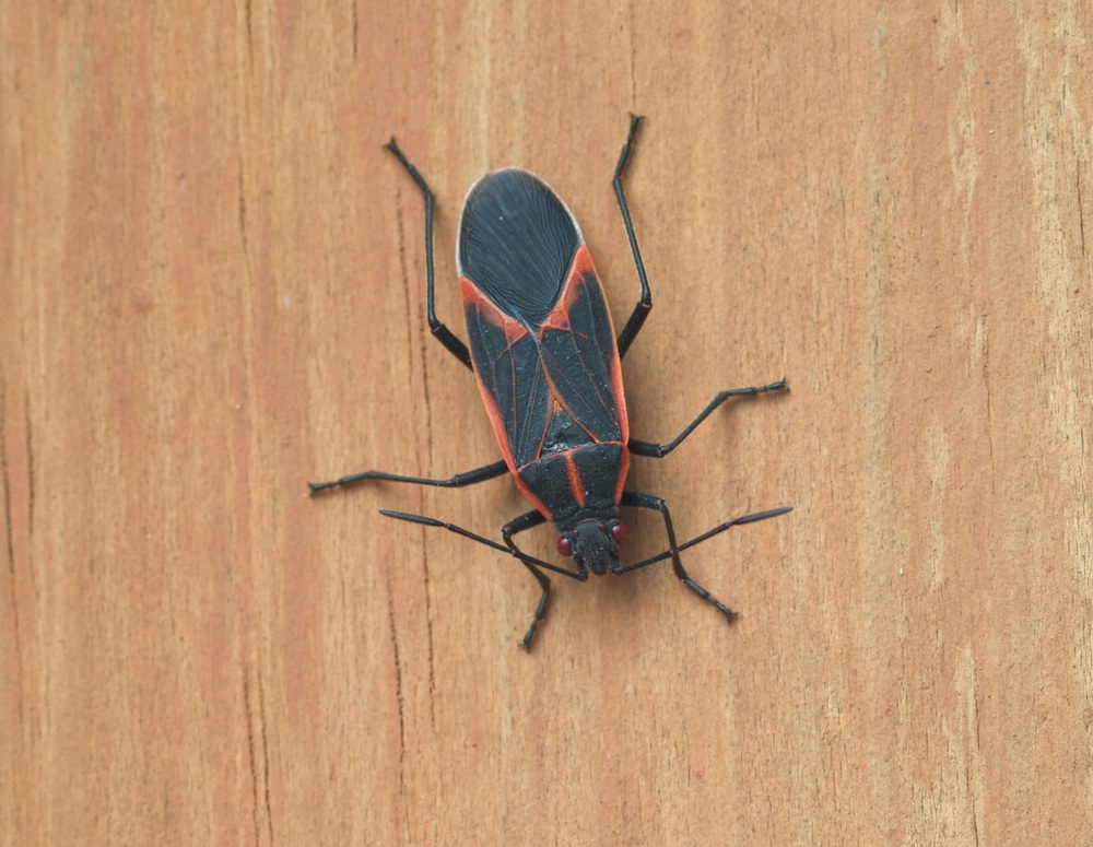 what are boxelder bugs