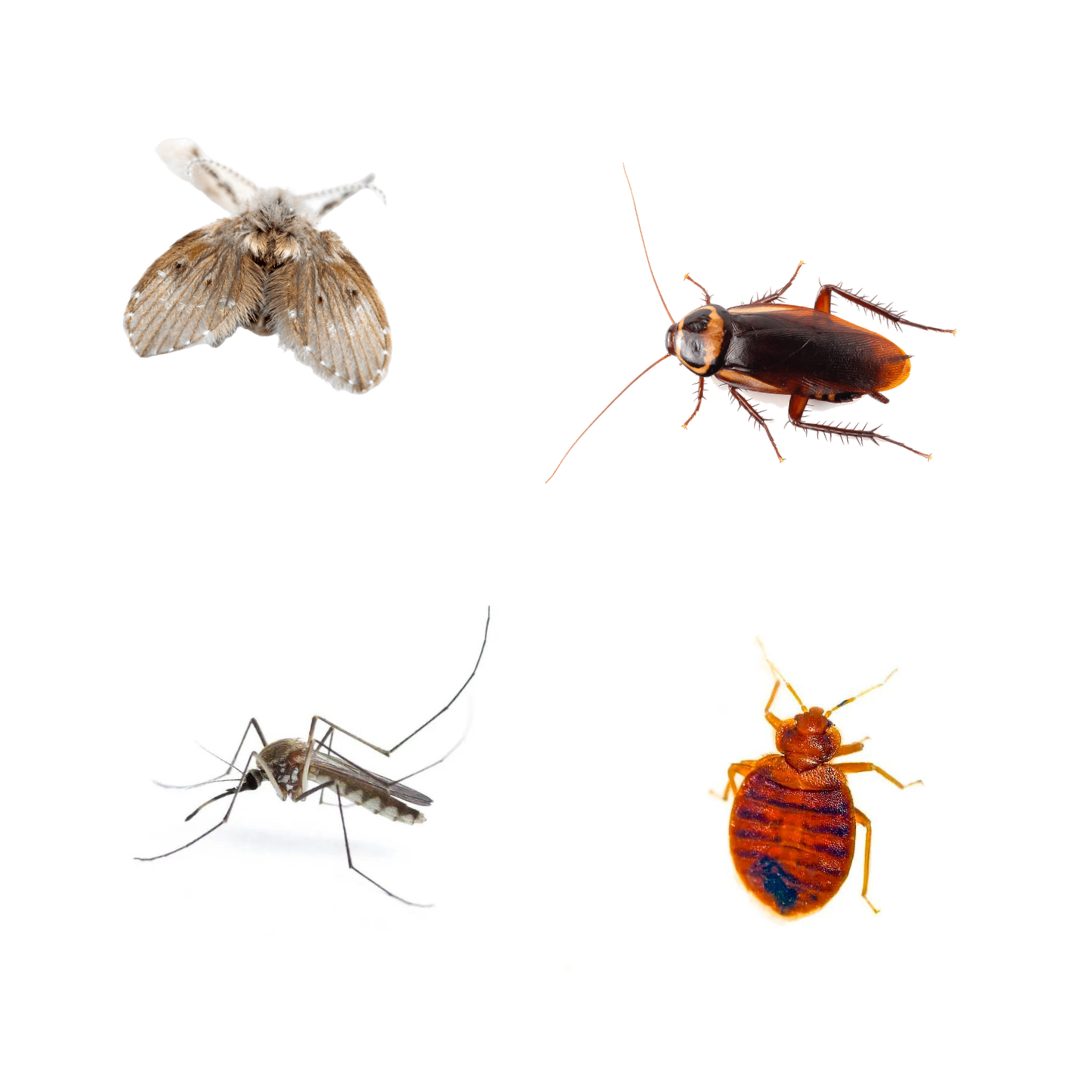 best insecticides