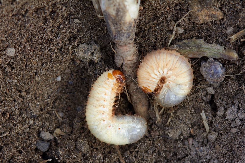 Grub Worms