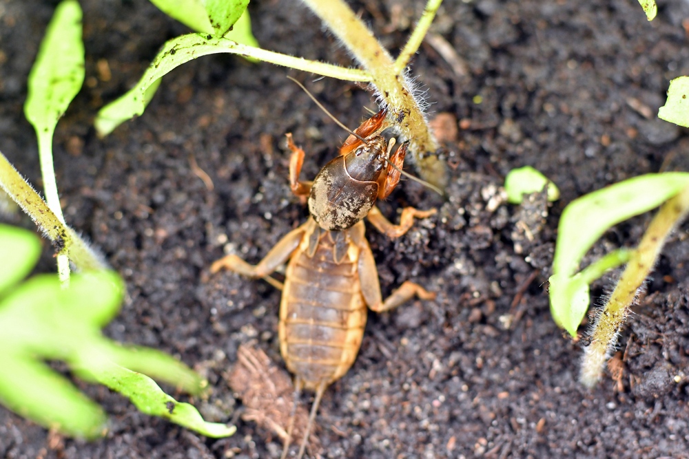 mole cricket