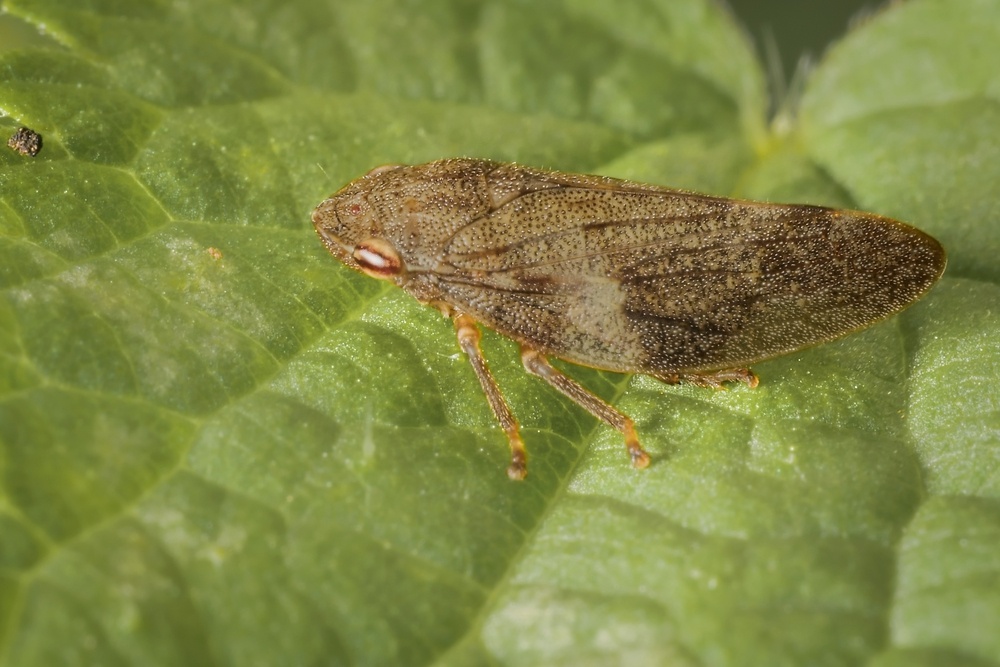 spittlebugs
