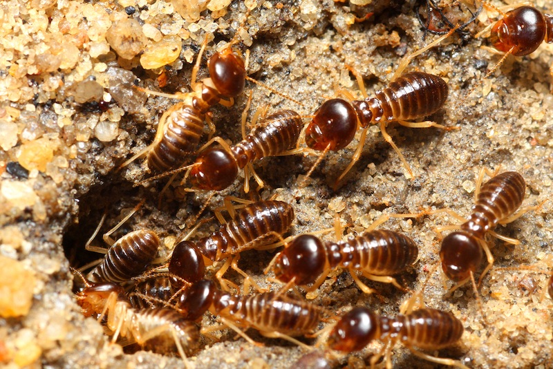 termites