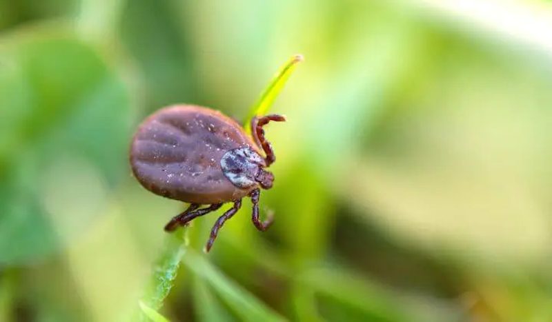 tick