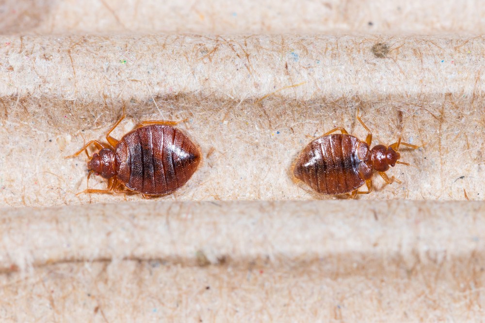 bed bug infestation