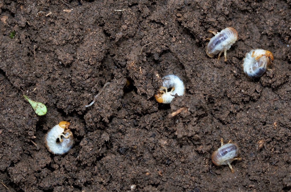 beneficial nematodes against pests