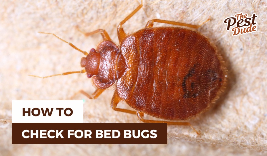 how to check for bed bugs